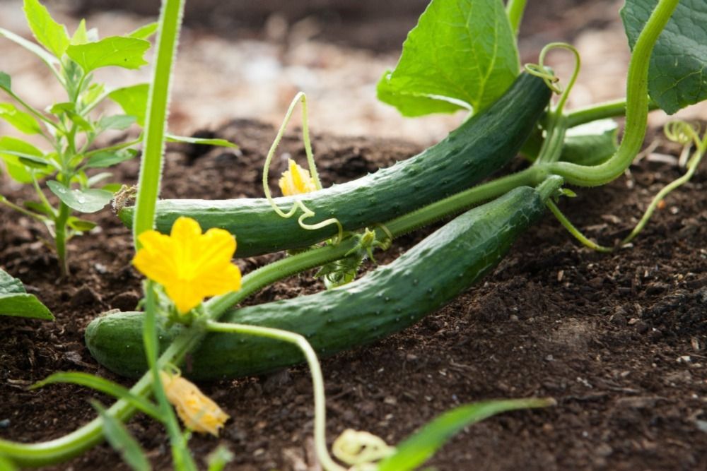 cucumbers growing on the ground with yellow flowers