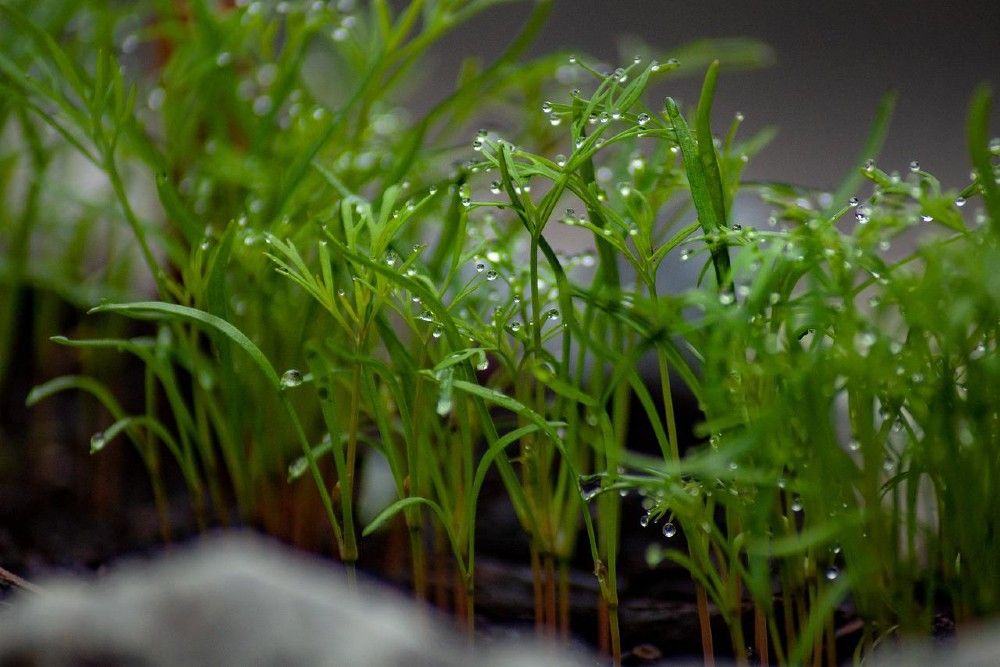 close up dill seedlings
