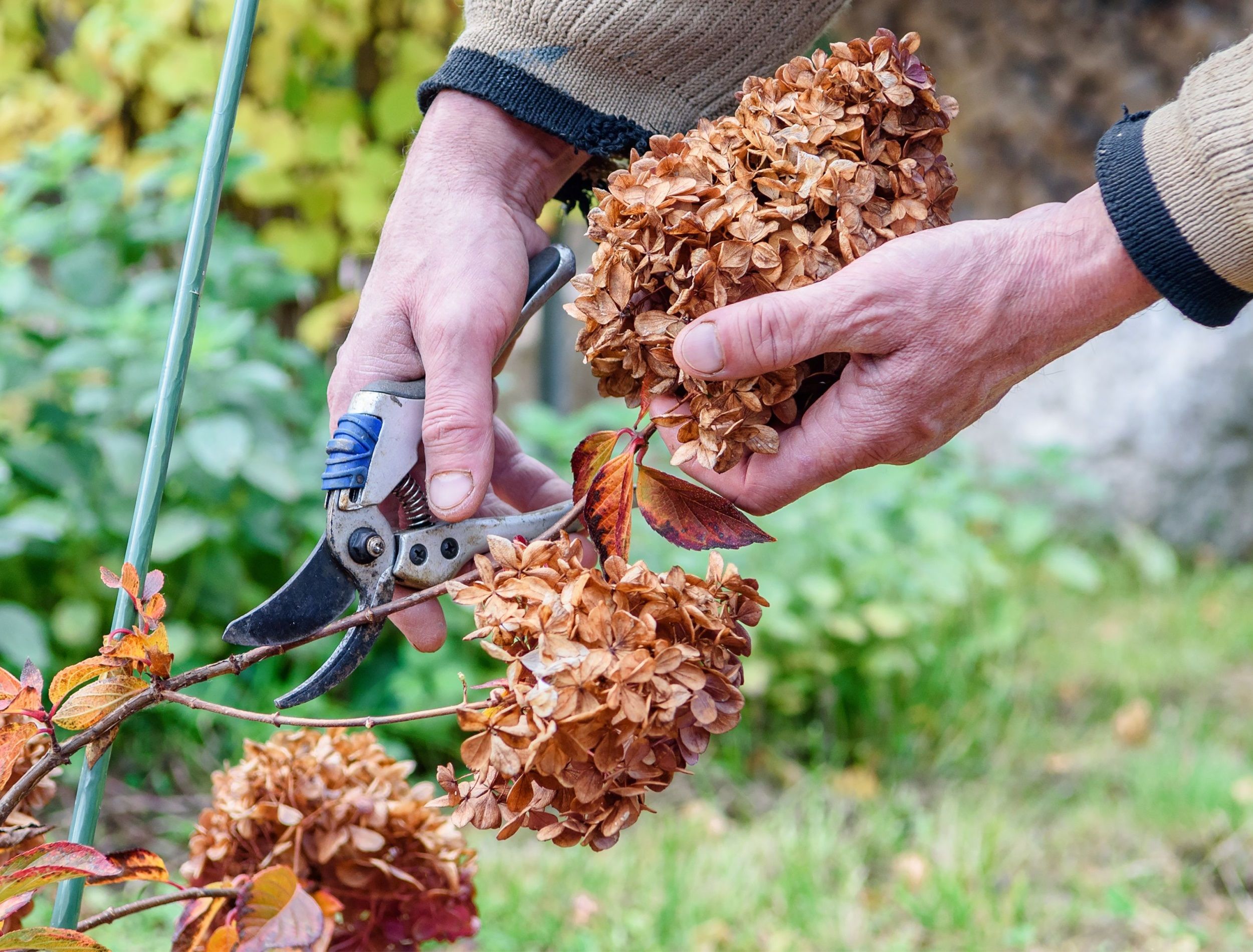 Pruning of dried flowers in the autumn garden. A gardener cuts a perennial hydrangea bush in his garden during the autumn season.