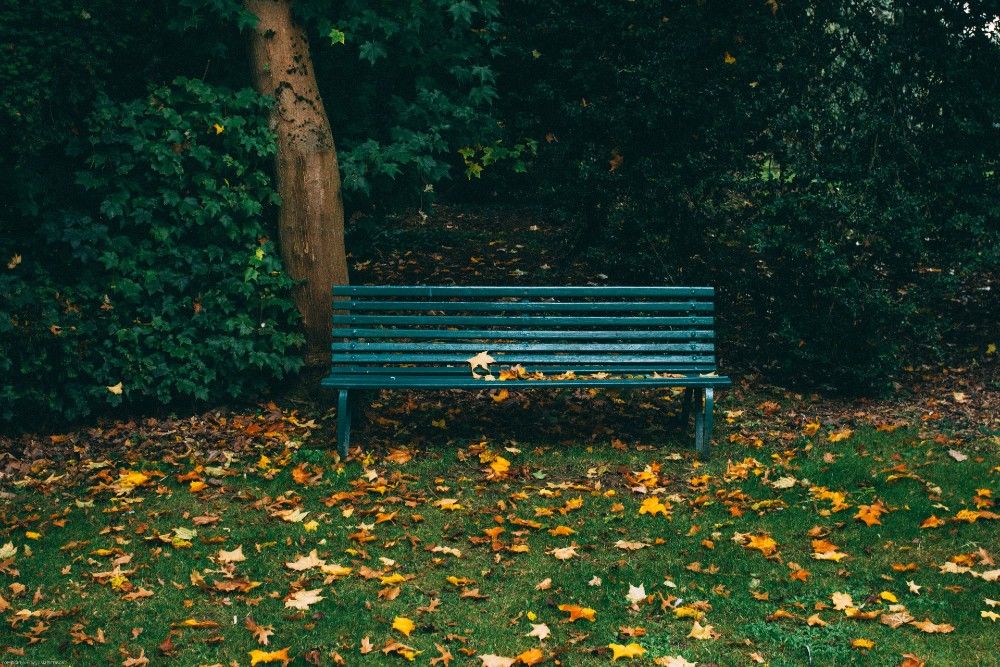 Park Bench and Fall Leaves on grass