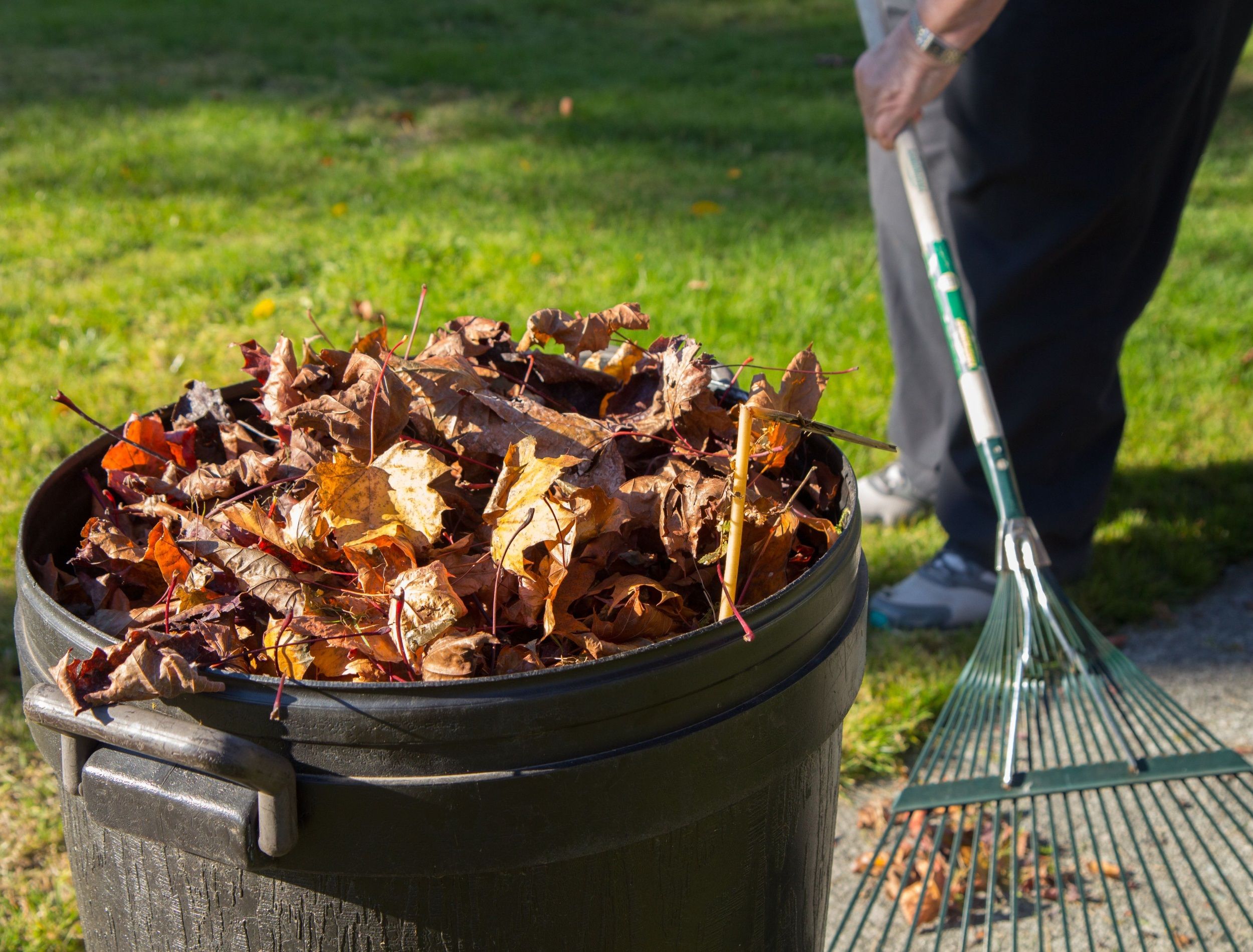 a gardener raking the front yard with leaves in a bin