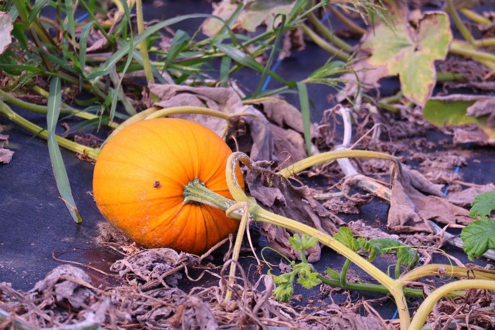 bright orange pumpkin growing in garden surrounded by green and brown leaves and vines