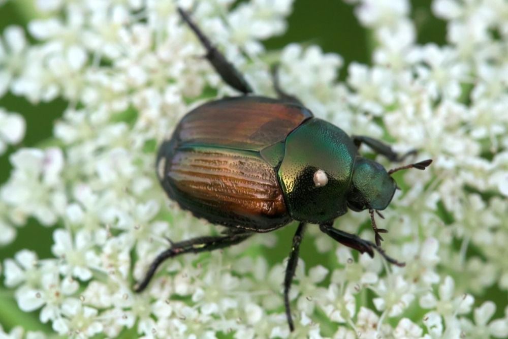 Japanese beetle on small white flowers