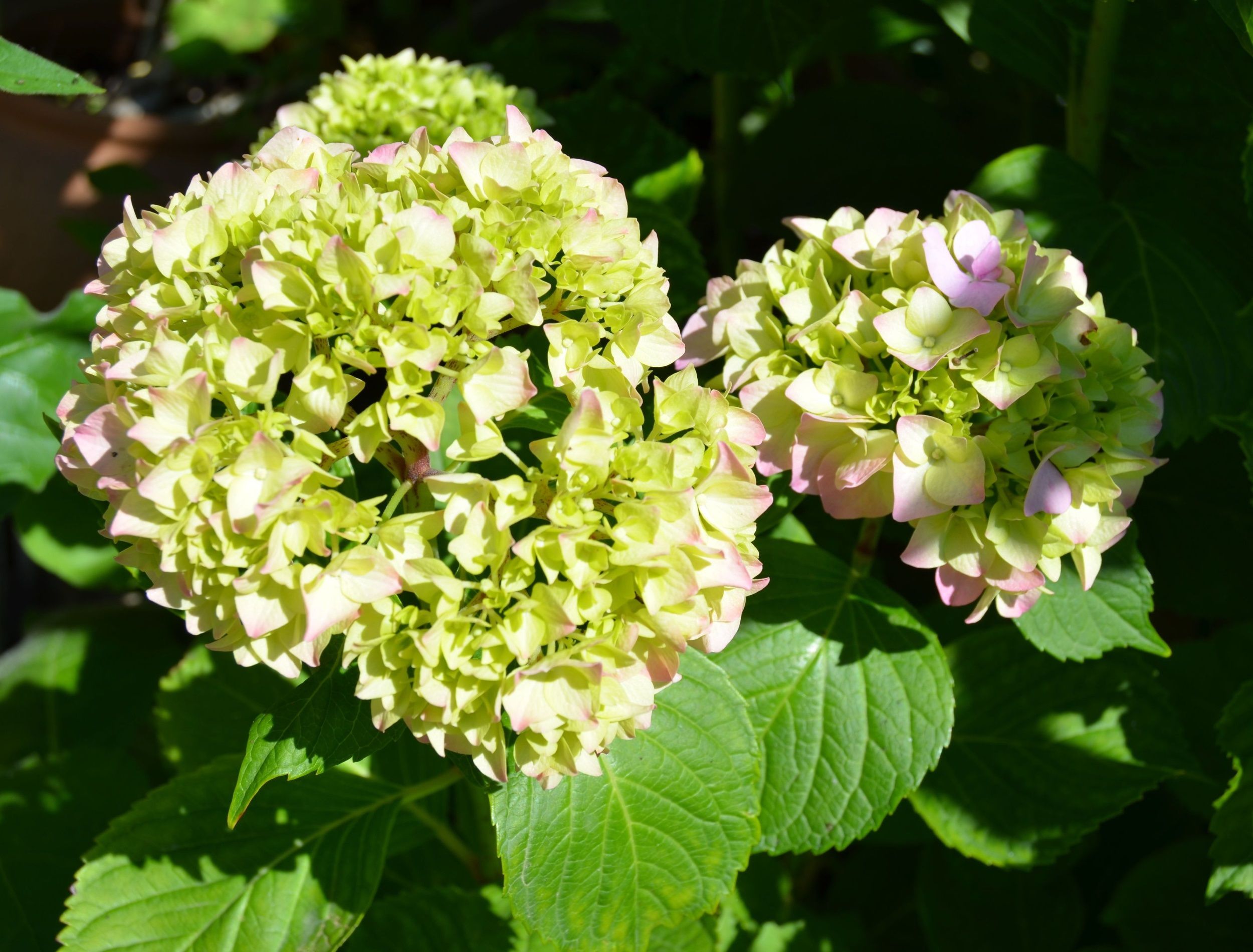 4 Common Problems With Hydrangeas