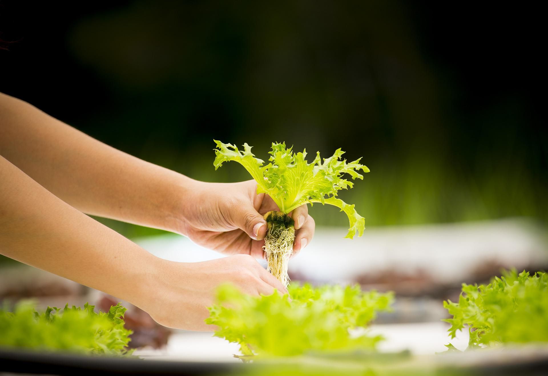Advantages to hydroponic gardening