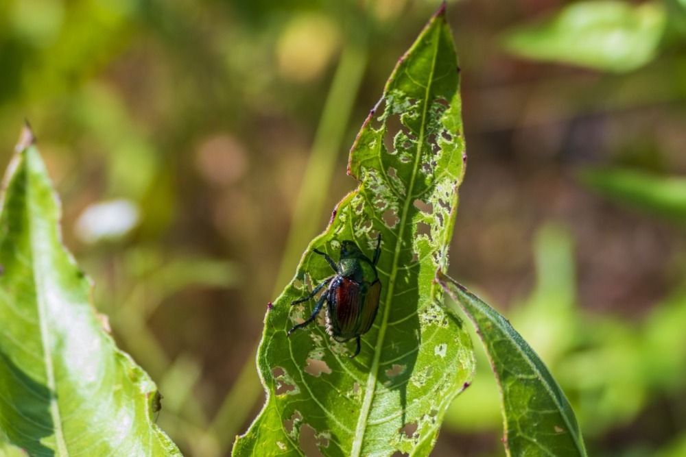 Japanese Beetle eating green leaf
