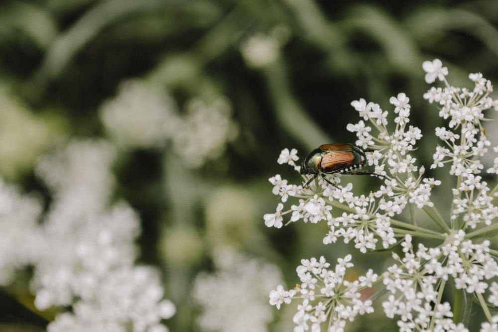 Japanese beetle on a small cluster of white flower, zoomed out