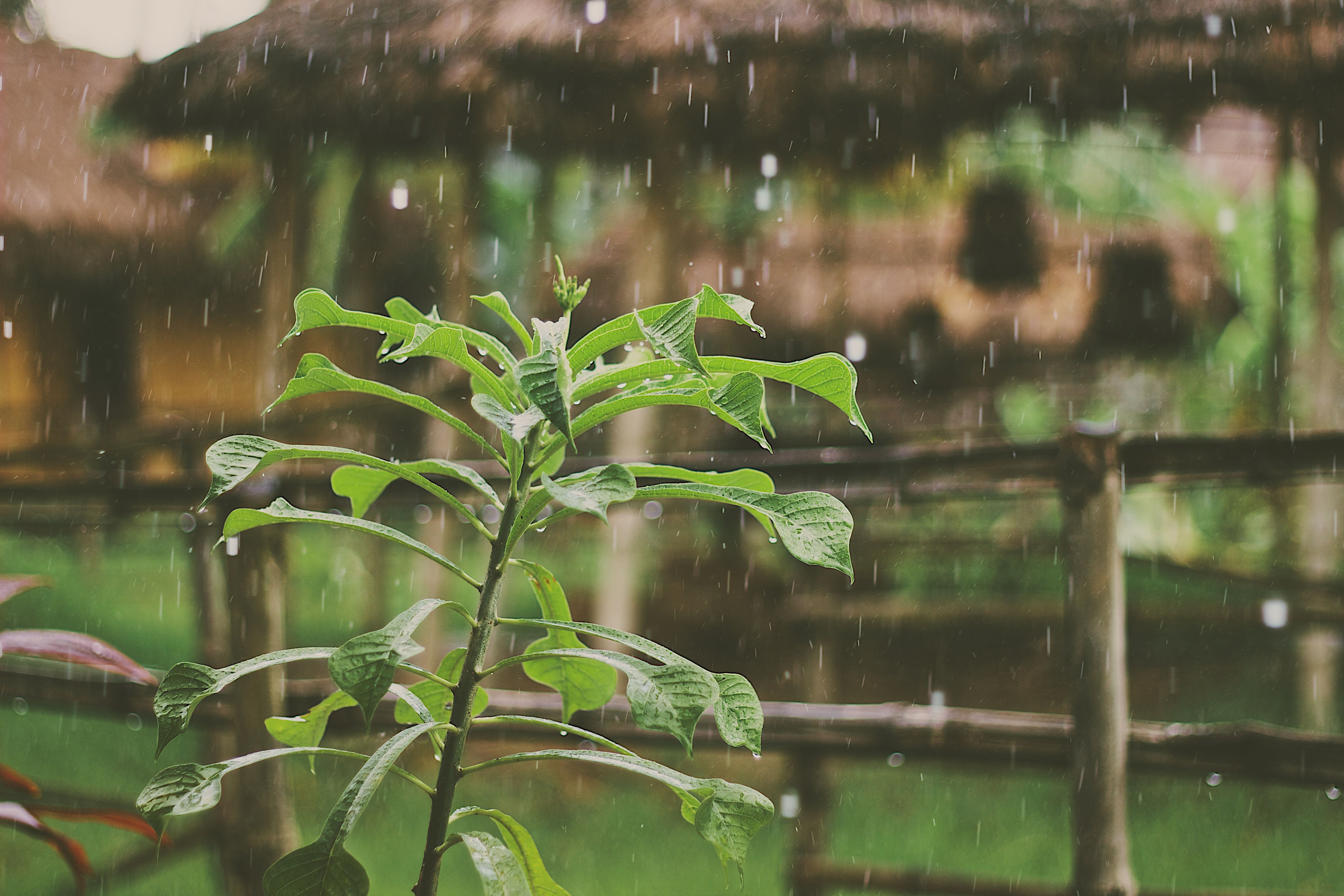 rain on plant