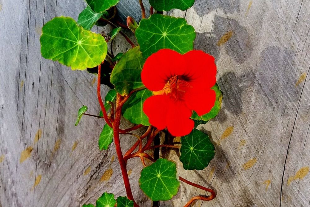 A large red Nasturtium flower in front of a wooden backdrop