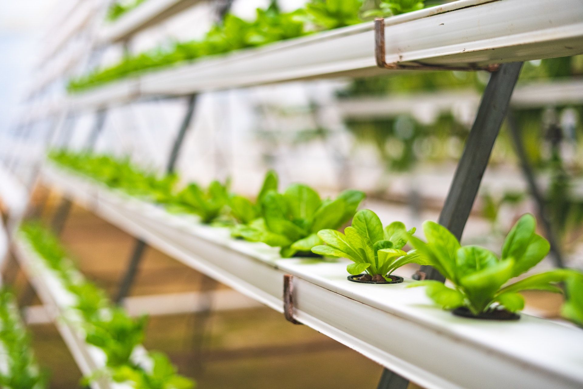 Best plants for hydroponic gardening