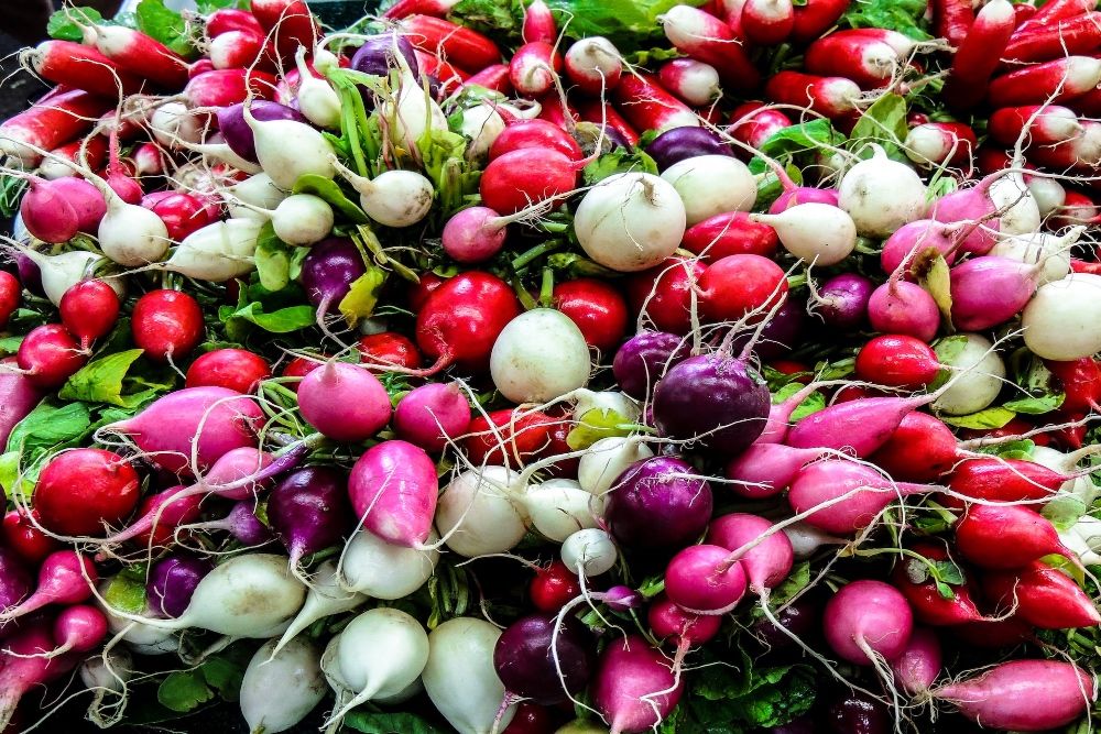 pile of red, purple, white and red radishes