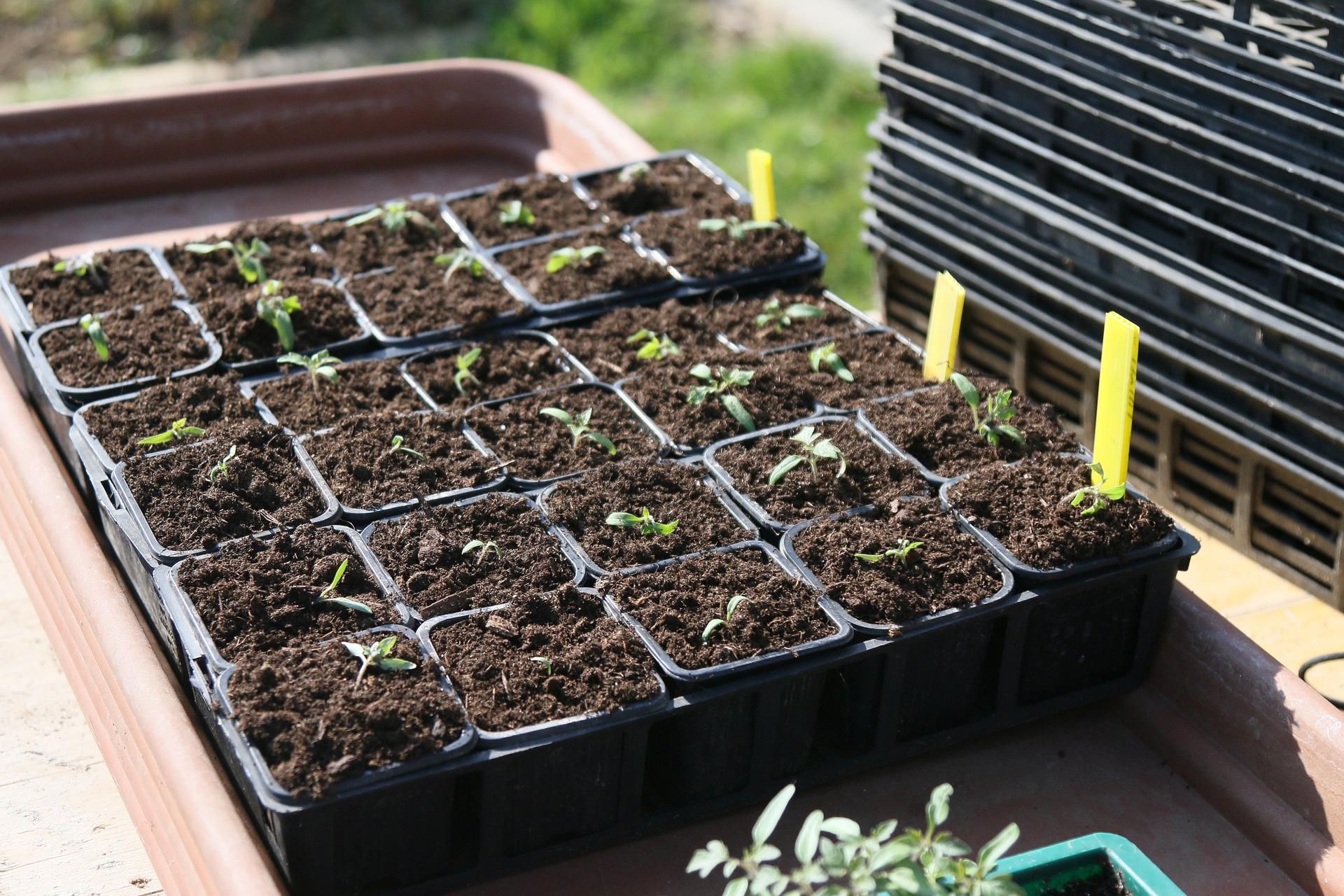 tomatoes in seedlings