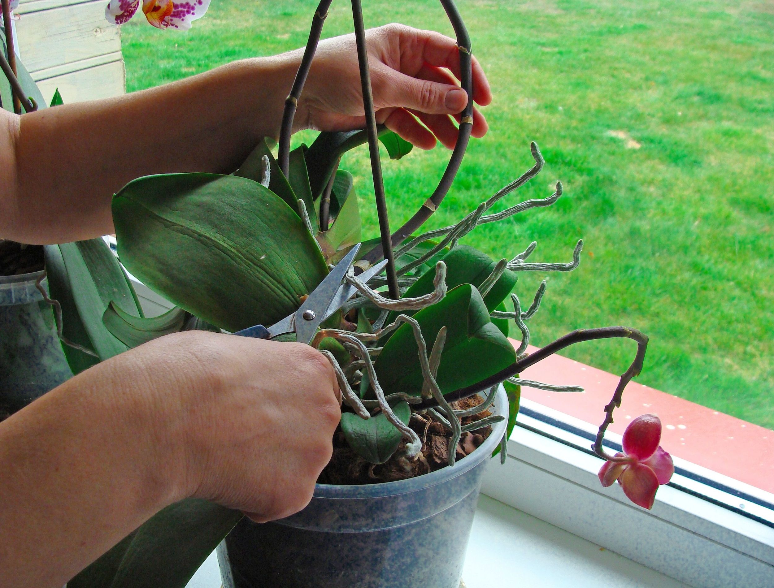 Gardener hand with scissors pruning orchid flower growing in pot on window sill