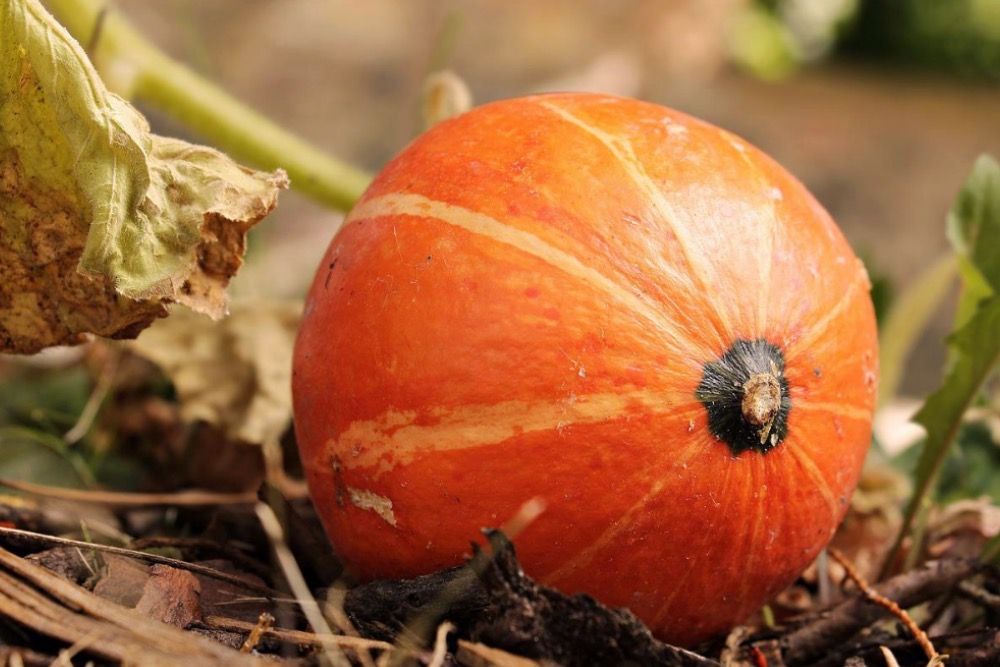 umpkin-hokkaido-pumpkin-fall