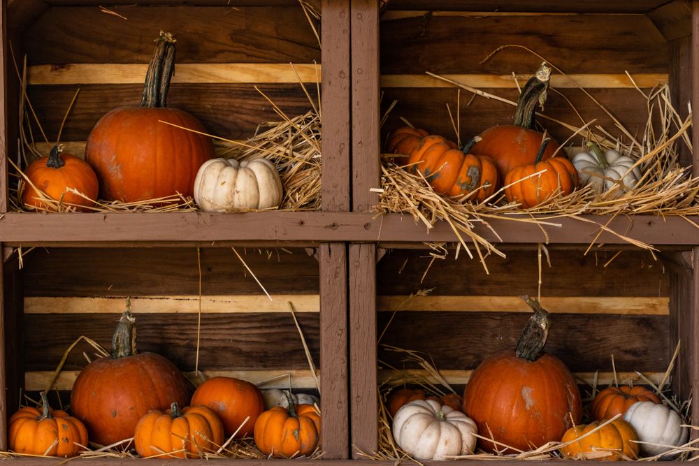 Pumpkins, medium size and miniature, orange and white, still life display on wood shelves nestled in straw