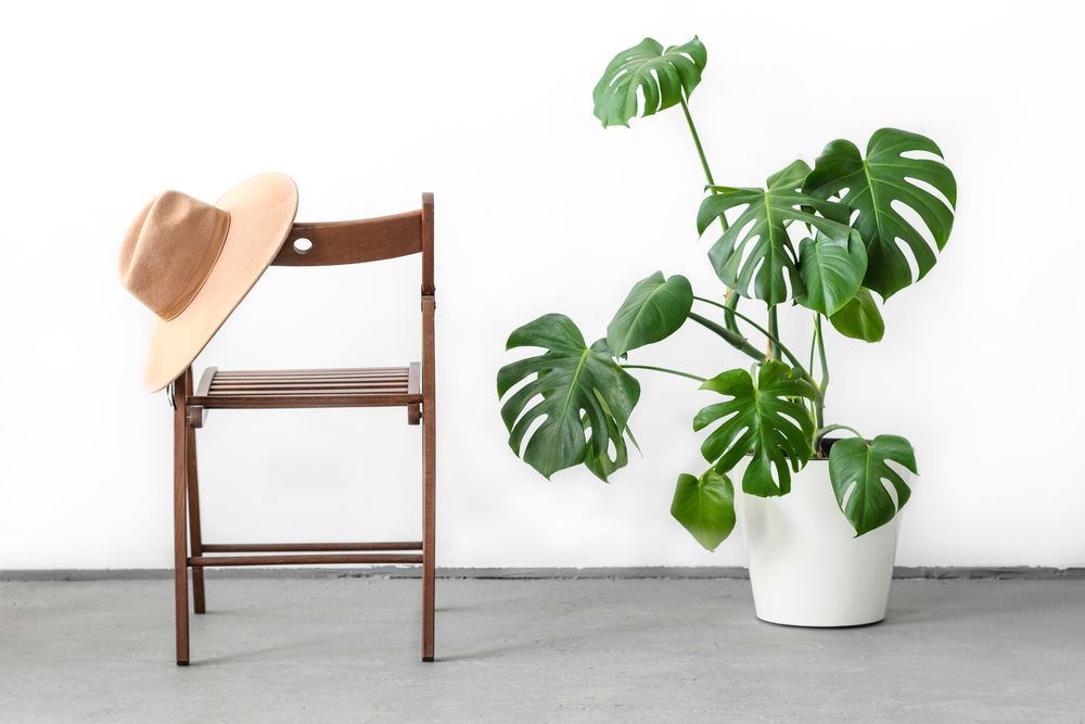 Monstera or Swiss Cheese plant in white flower pot
