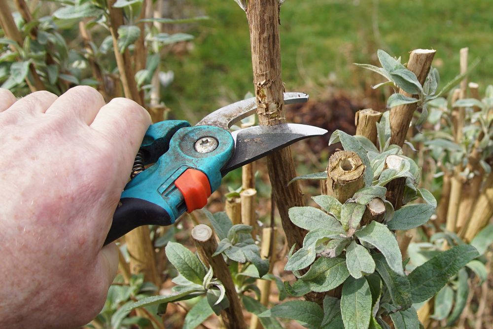 How to Prune a Butterfly Bush