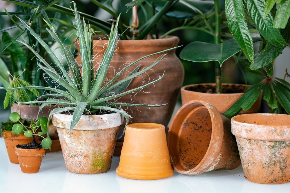 containers for houseplants