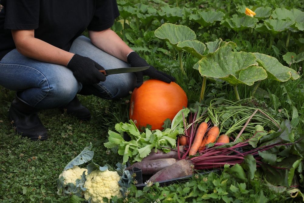 A person in the garden harvesting vegetables with a knife in his hands