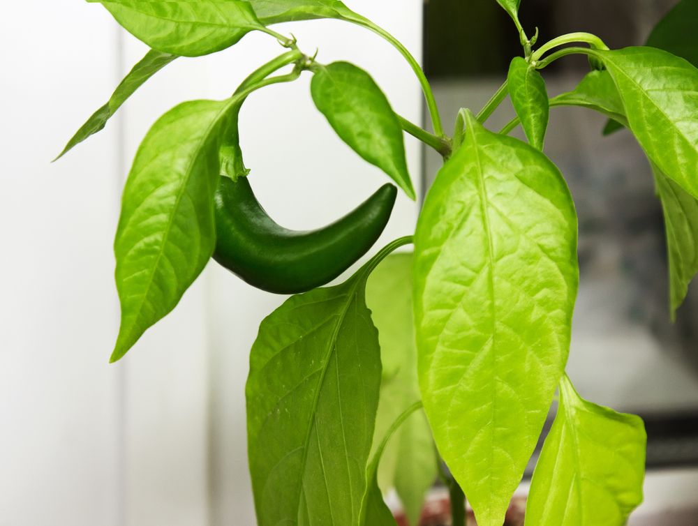 green chili pepper on a windowsill, vegetable garden inside home