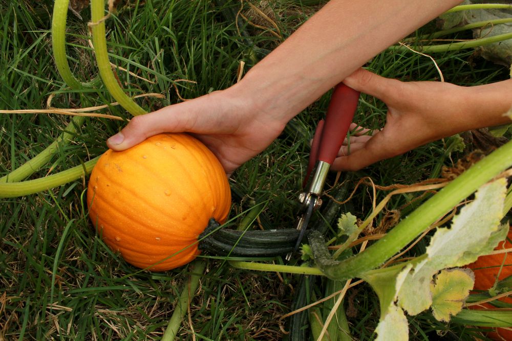 Hands harvesting a pumpkin grown in a home garden in the Midwest United States of America