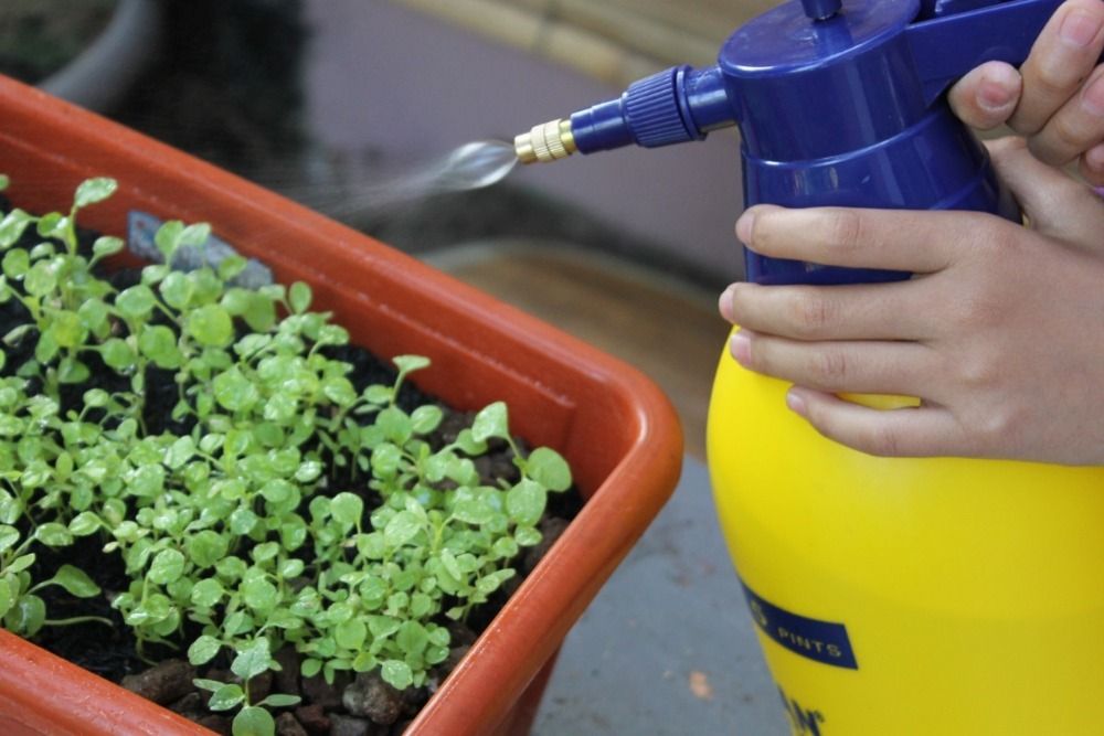 A person spraying a small plant with a pesticide from a large yellow spray bottle