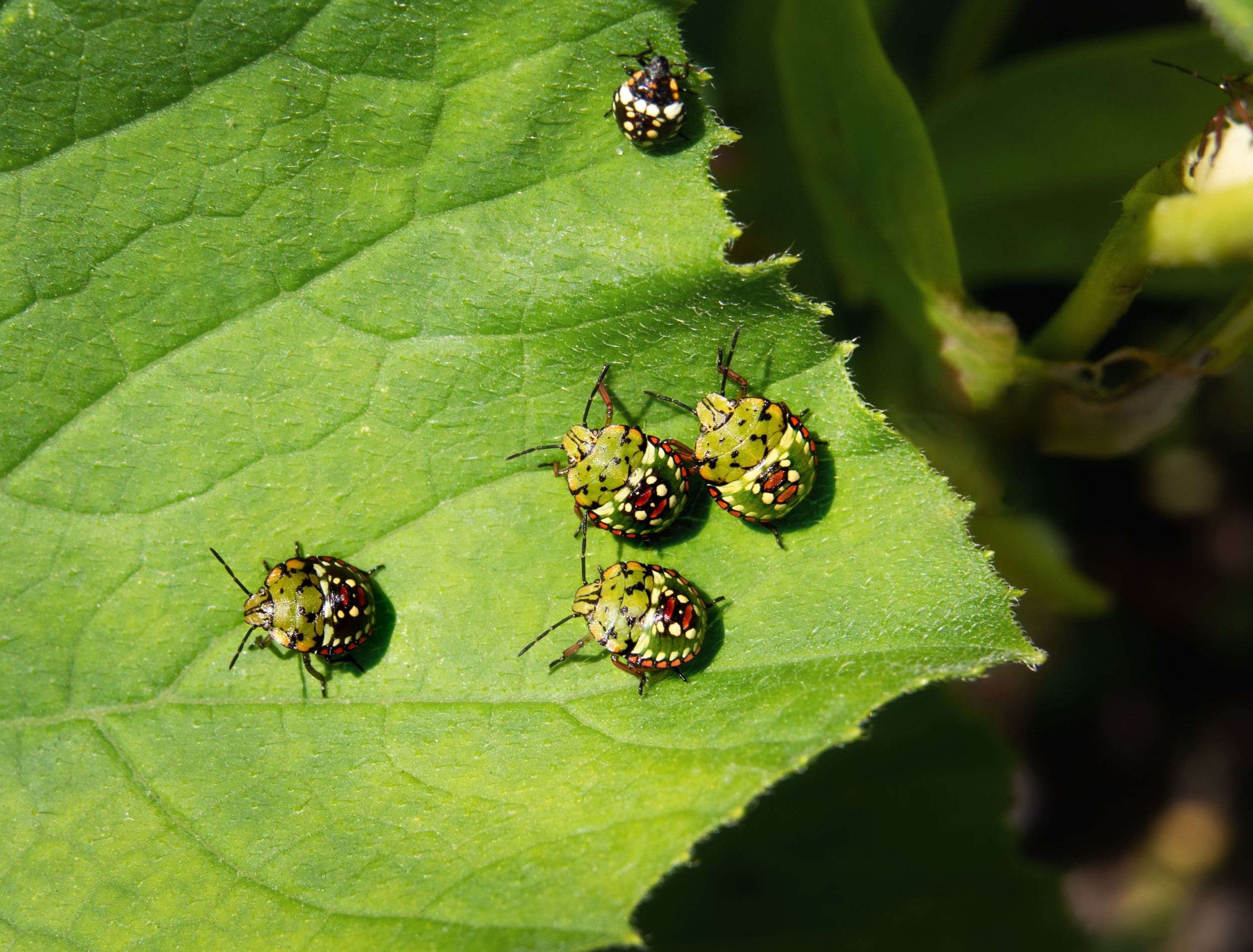 Southern green stink bug babies on zucchini leaf. Group of 4th and 2th instar nymphs from southern green shield bug or Nezara viridula. Invasive pests in garden. Stunning markings. Selective focus.