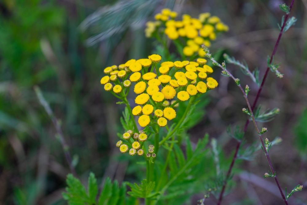 yellow tansy growing gin garden surrounded by green plants