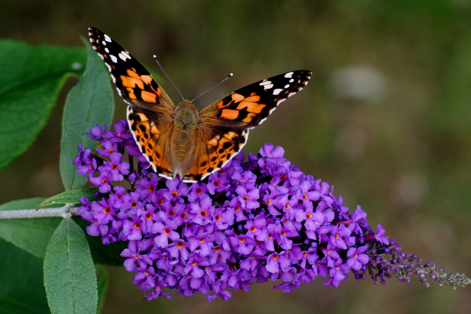 How to Prune a Butterfly Bush