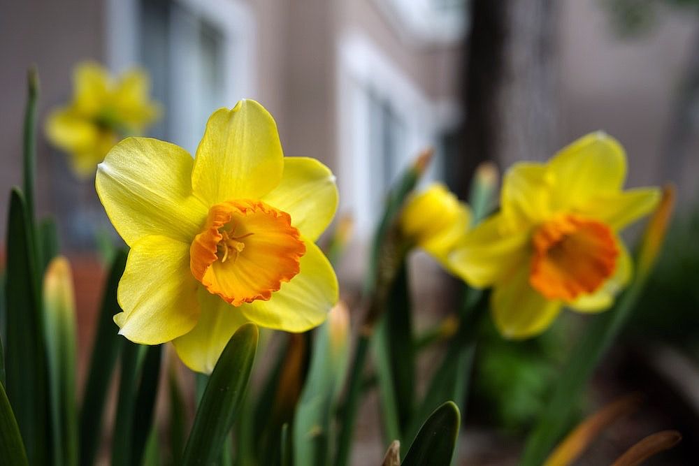 yellow daffodils in bloom
