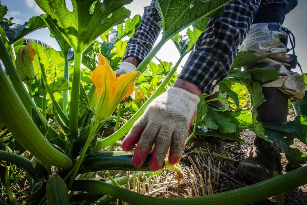 Hands harvesting zucchini