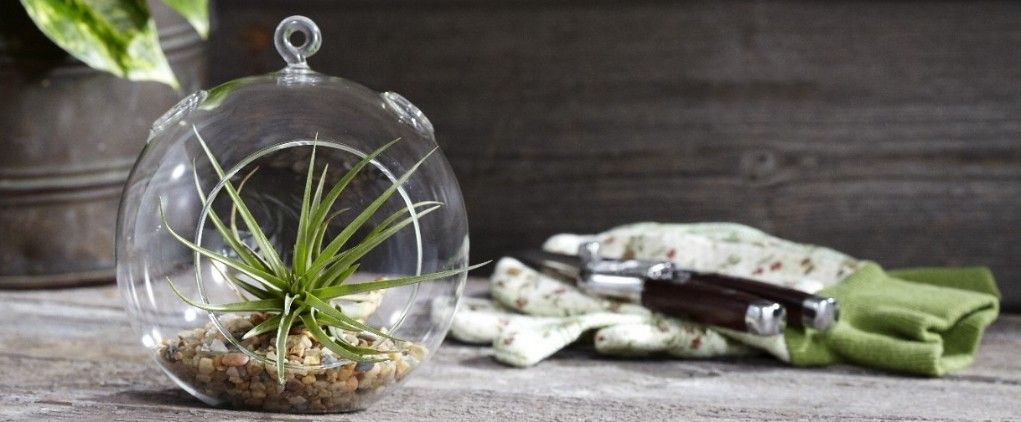 air plant and tools