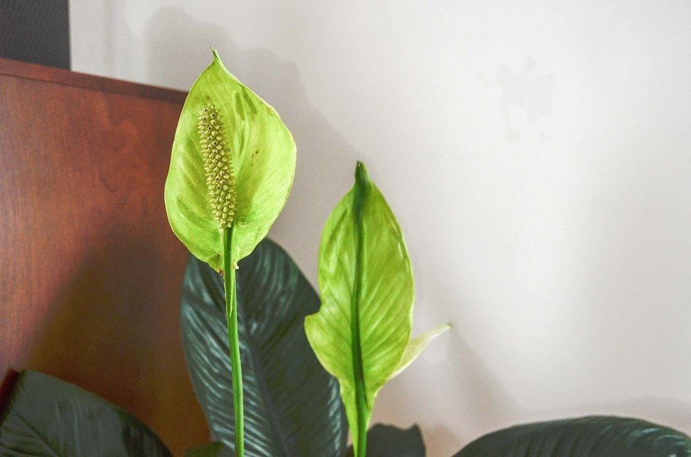 green flowers on peace lily