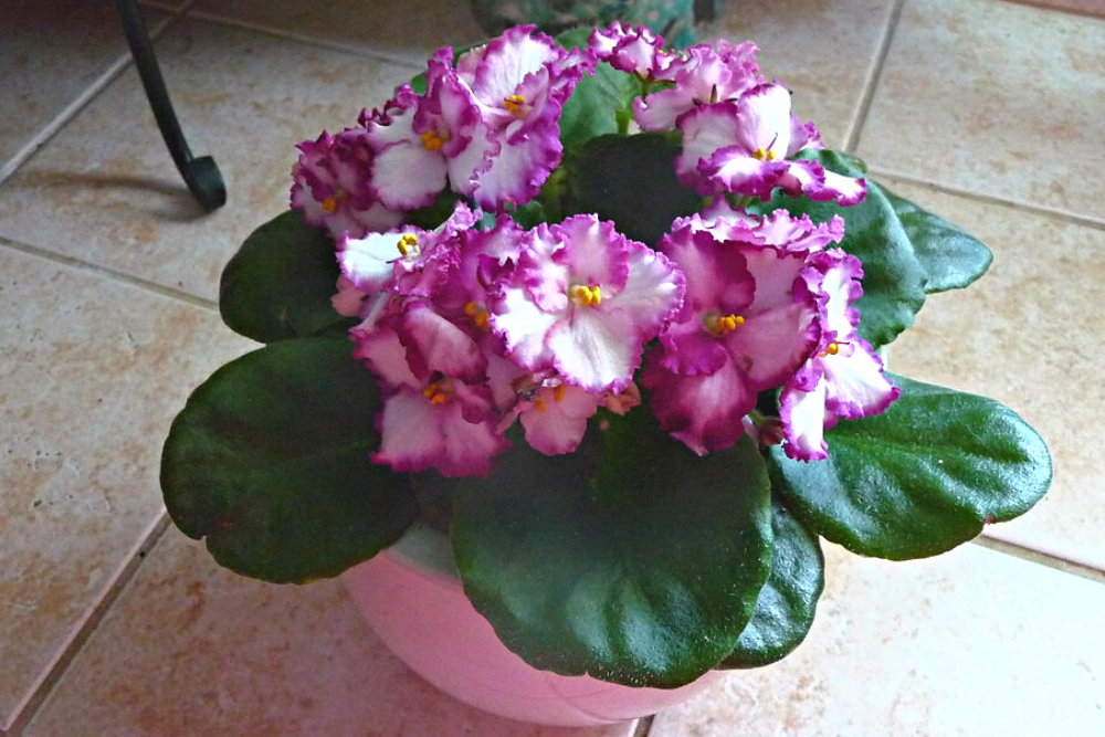 African Violet Pink and White with Large Green Leaves Alternative to Poinsettias