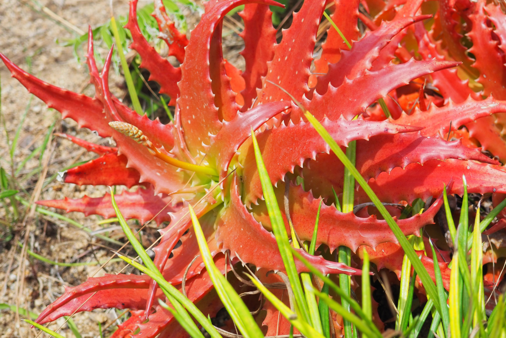 Aloe Cameronii Turning Red Outdoors
