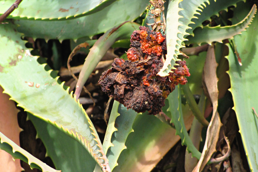 Aloe Gall Mite Damage