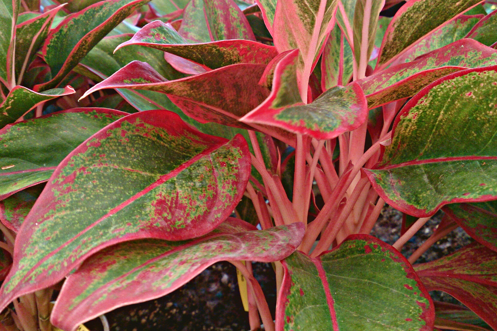 Chinese Evergreen Aglaonema Siam Aurora with Red or Pink and Green Leaves
