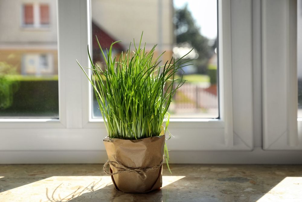 Chives on a Windowsill