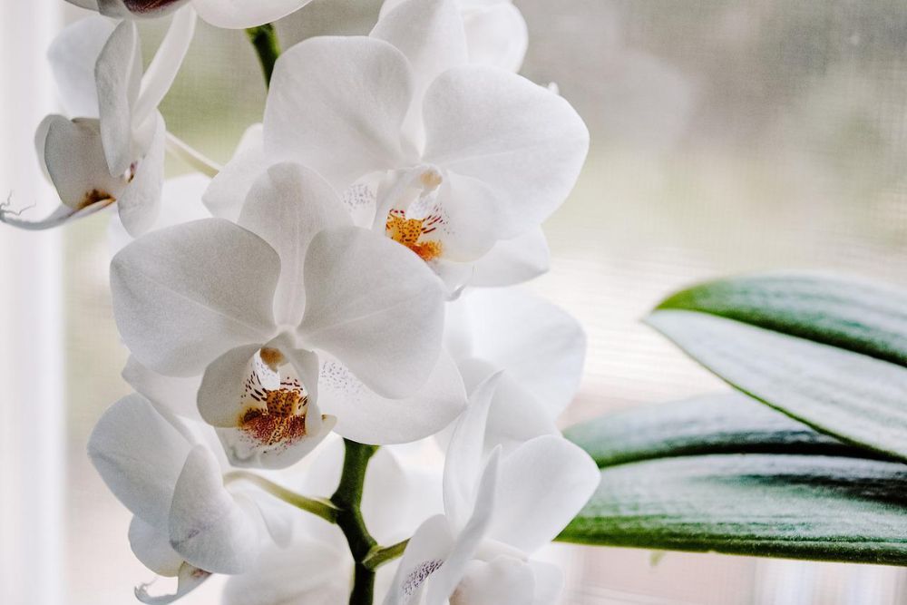 Stunning orchid near window with brilliant white blooms