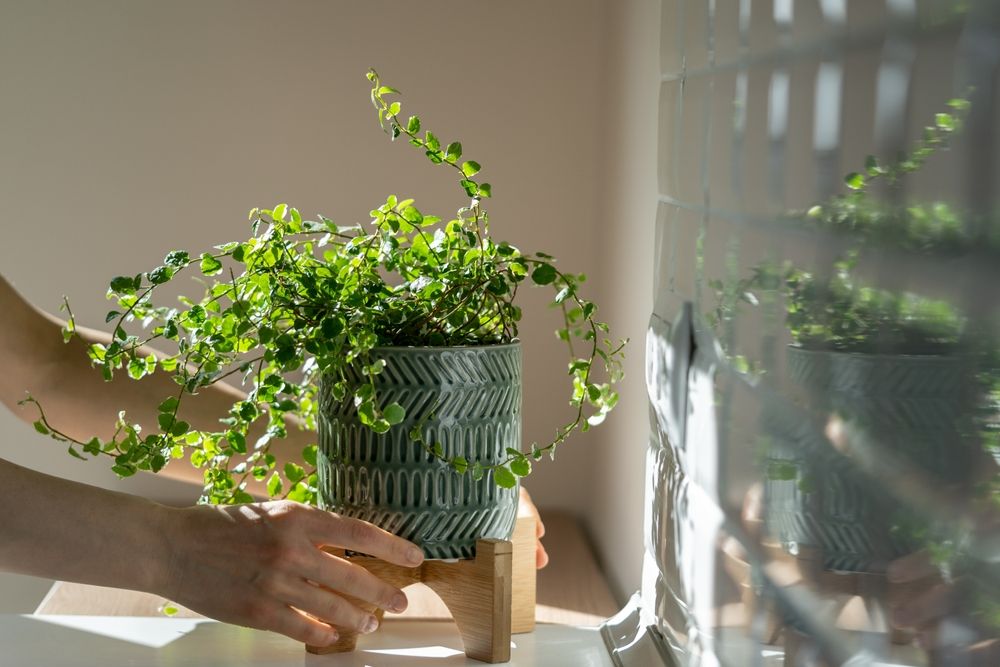 5 Indoor Vines and Climbers To Add To Your Home