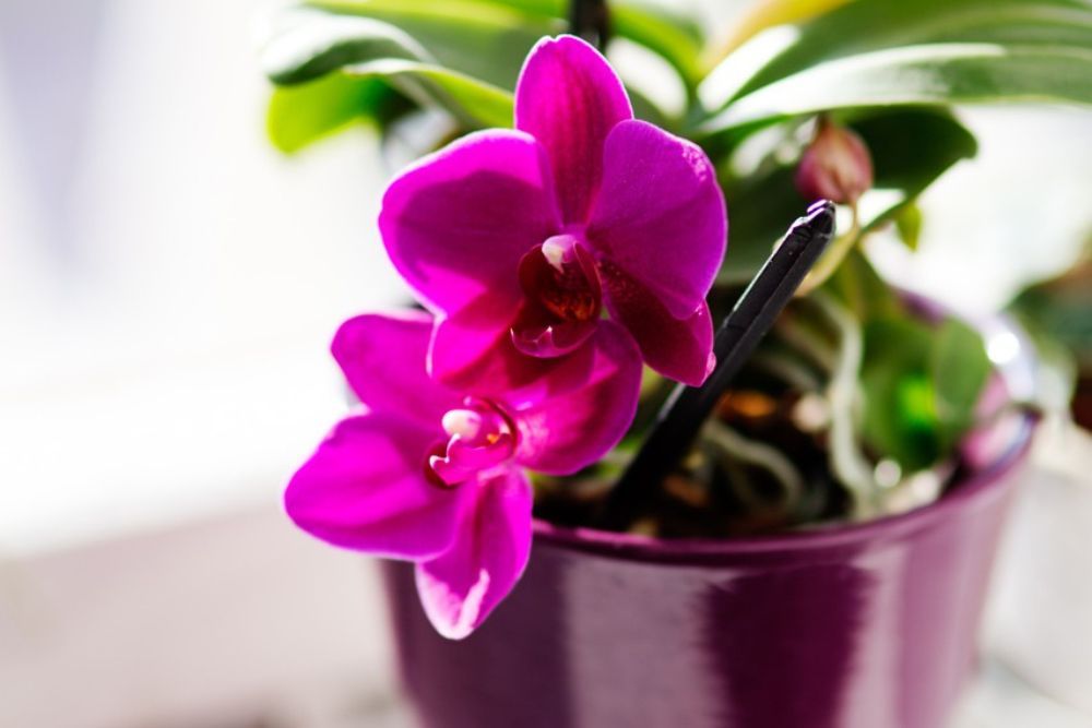 Bright pink orchid in a pot sitting near a window