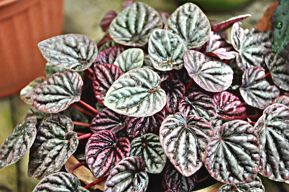 Emerald Ripple Peperomia with Red and Green Leaves