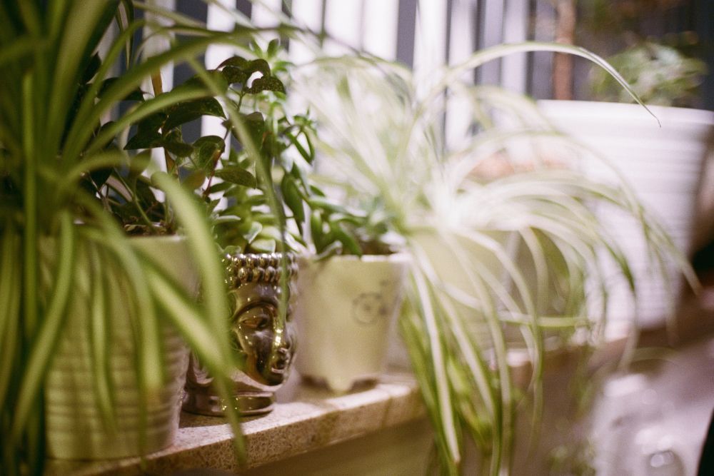 spider plants and other houseplants resting on a windowsill