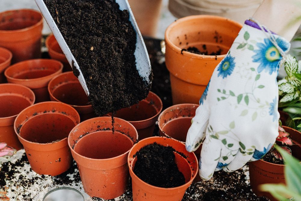 Gardener wearing garden gloves filling rich soil into pots