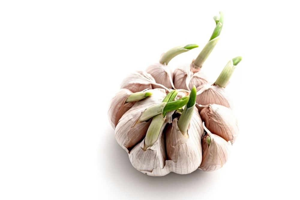 Garlic bulb with the cloves beginning to sprout