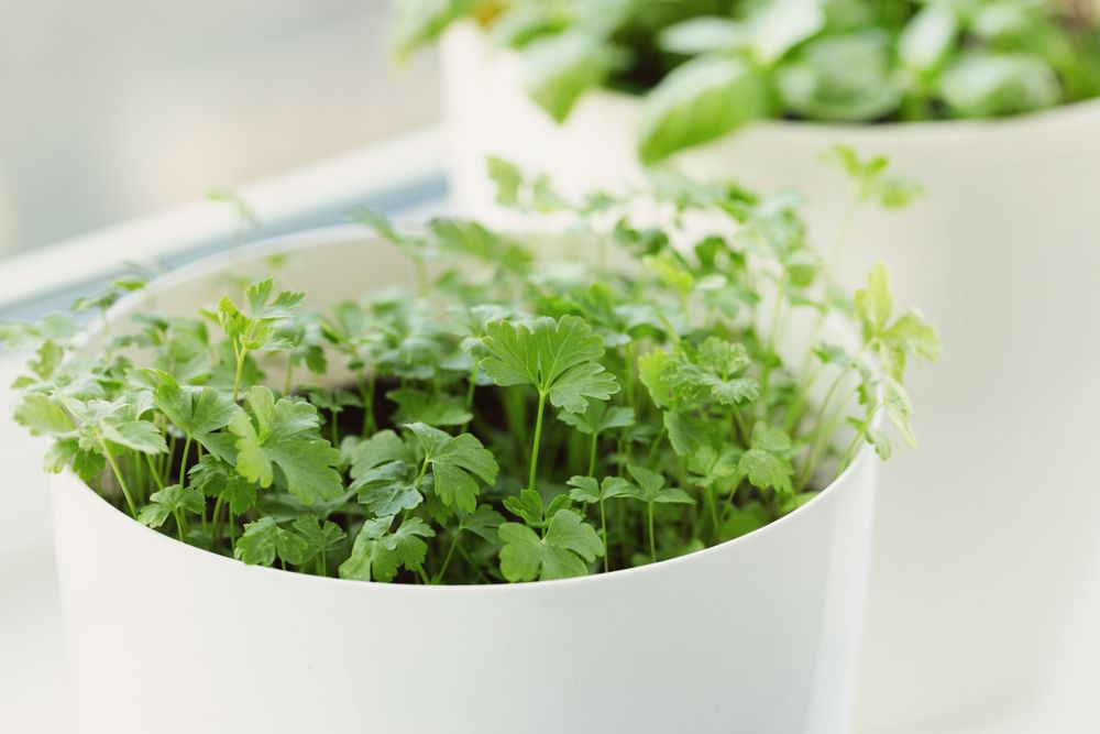 Growing parsley indoors 