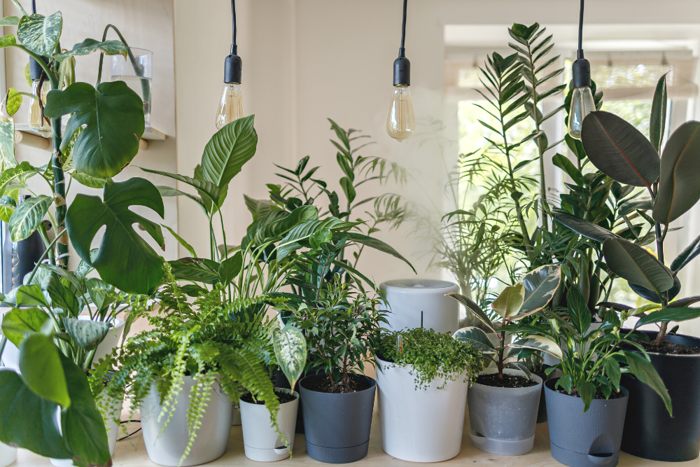 Indoor Garden Group of Green Plants