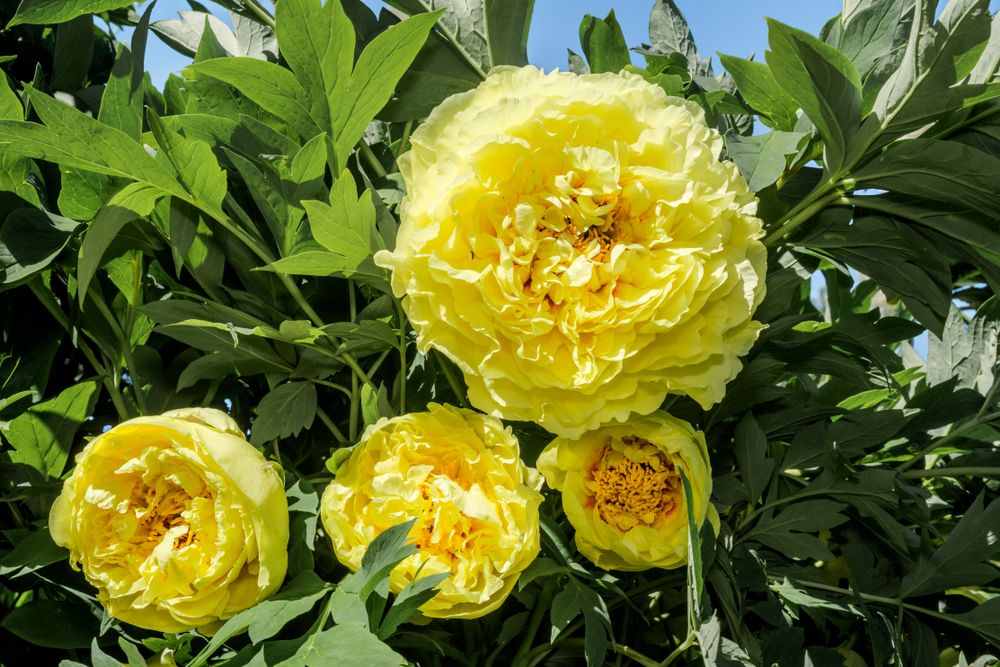 Intersectional Peonies