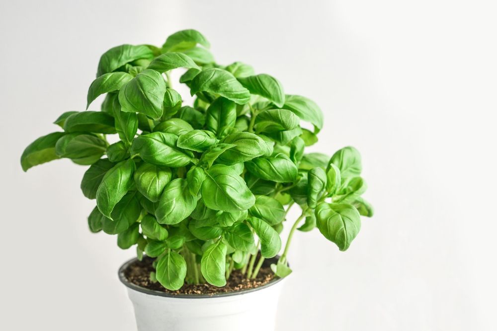 Bright green and healthy basil plant in a white pot