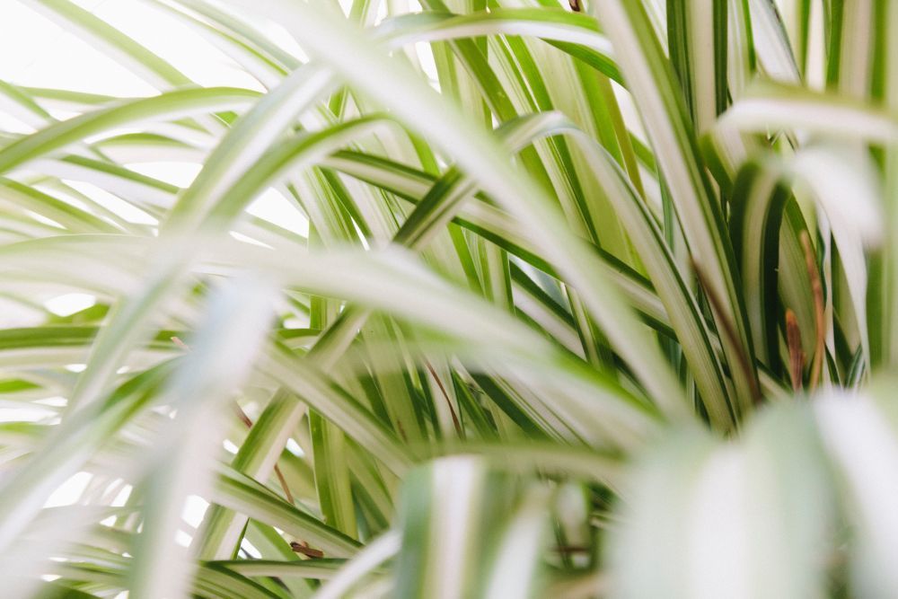 Close up image of spider plant leaves